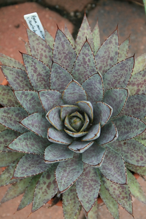 blood succulent target Learn about Mangave 'Bloodspot' | Bloodspot Mangave