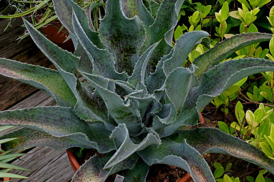 Image of Mangave 'Catch a Wave' PP 29,723|Juniper Level Botanic Gdn, NC|