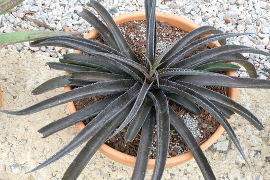 Image of Mangave 'Coffee Jitters' PP 31,275|Juniper Level Botanic Gdn, NC|JLBG