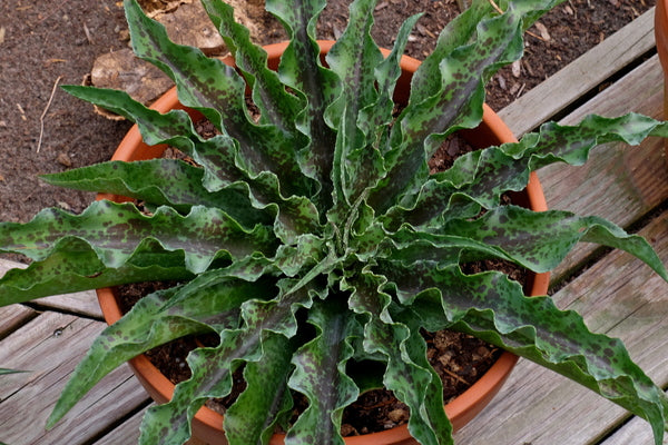 Image of Mangave 'Dreadlocks' PP 31,216|Juniper Level Botanic Gdn, NC|JLBG