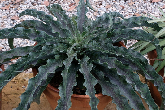 Image of Mangave 'Dreadlocks' PP 31,216|Juniper Level Botanic Gdn, NC|