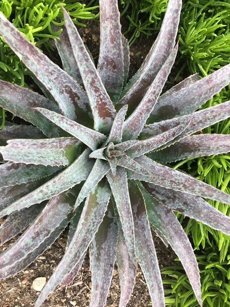 Image of Mangave 'Femme Fatale' PP 31,600|Walters Gardens, MI|H. Hansen