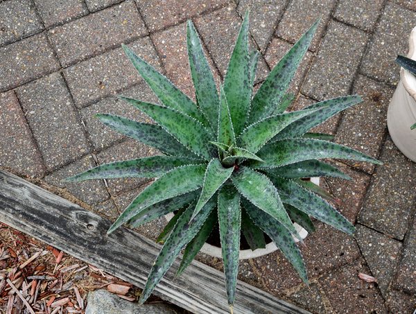 Image of Mangave 'Freckles and Speckles' PP 30,904|Walters Gardens, MI|Walters Gardens