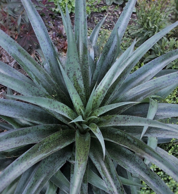 Image of Mangave 'Jaguar'taken at Juniper Level Botanic Gdn, NC by JLBG