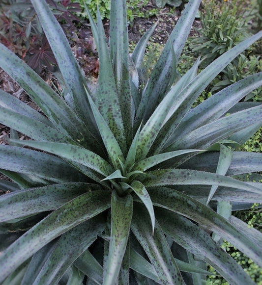 Image of Mangave 'Jaguar'taken at Juniper Level Botanic Gdn, NC by JLBG