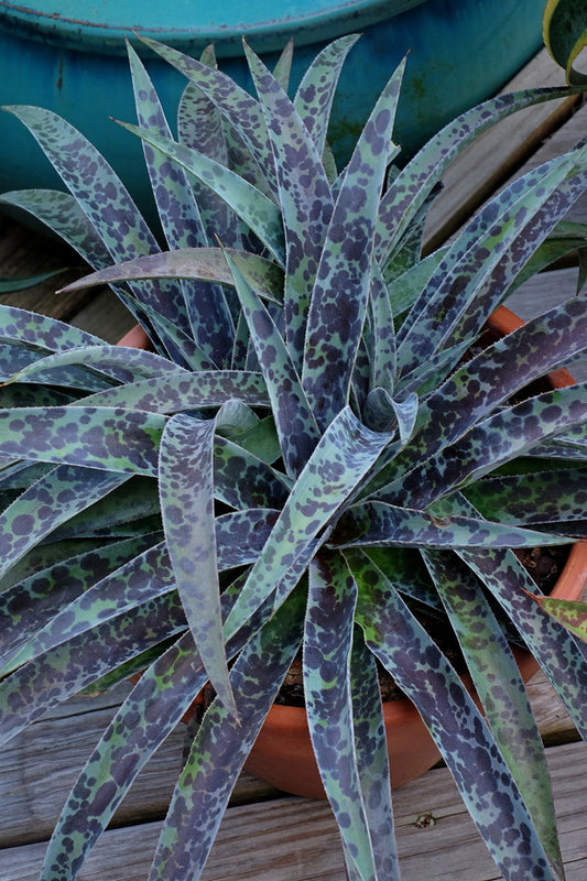 Image of Mangave 'Moonglow' PP 29,195||