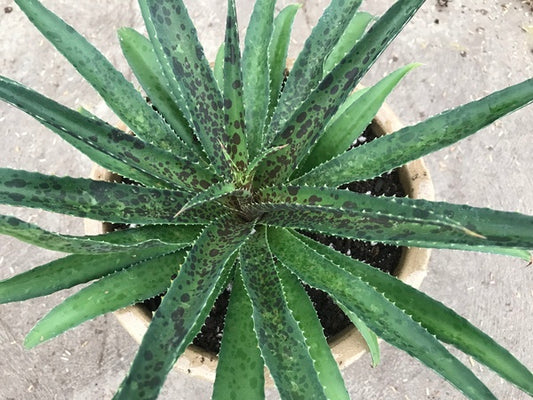 Image of Mangave 'My Dog Spot' PP 31,490|Walters Gardens, MI|H. Hansen