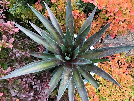 Image of Mangave 'Painted Desert' PP 31,630|Walters Gardens, MI|H. Hansen