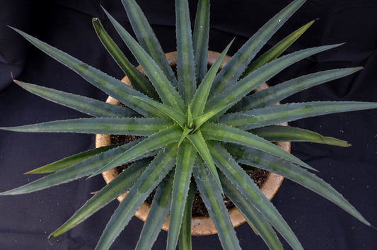 Image of Mangave 'Shadow Waltz' PP 31,601|Walters Gardens, MI|Walters Gardens