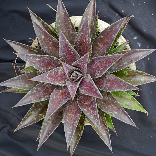 Image of Mangave 'Thunderbird' PP 31,248|Walters Gardens, MI|T. Avent