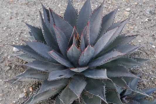 Image of Mangave 'Tooth Fairy' PP 29,599taken at Walters Gardens, MI by JLBG
