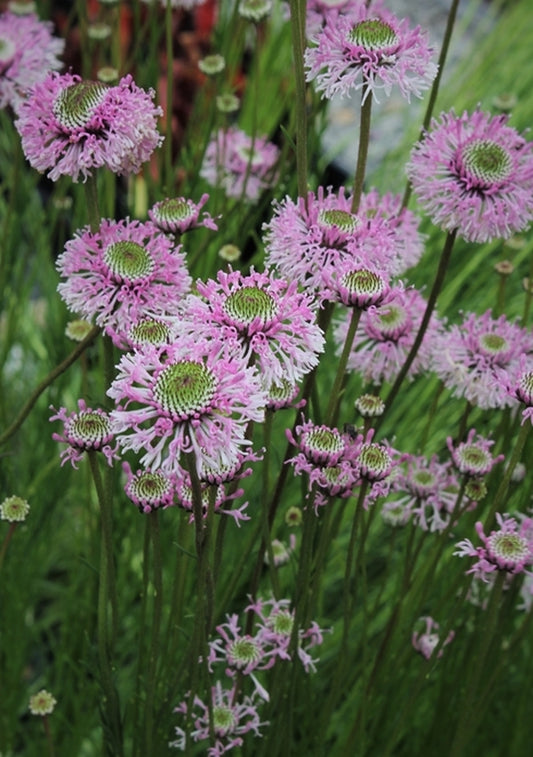 Image of Marshallia tenuifolia Irwin Co, GA|Juniper Level Botanic Gdn, NC|JLBG