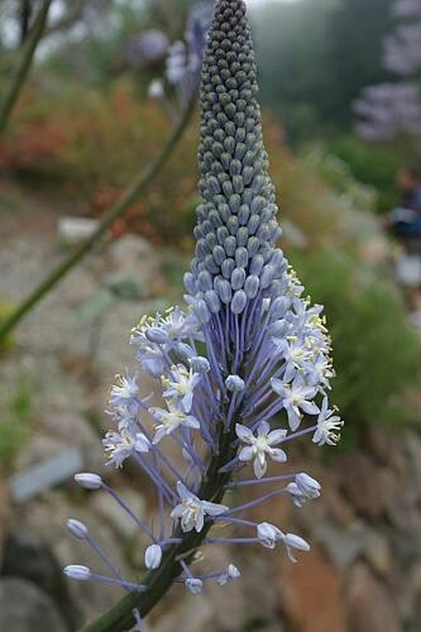 Image of Merwilla plumbea Chapin form|In Situ South Africa|C. Schoenfeld