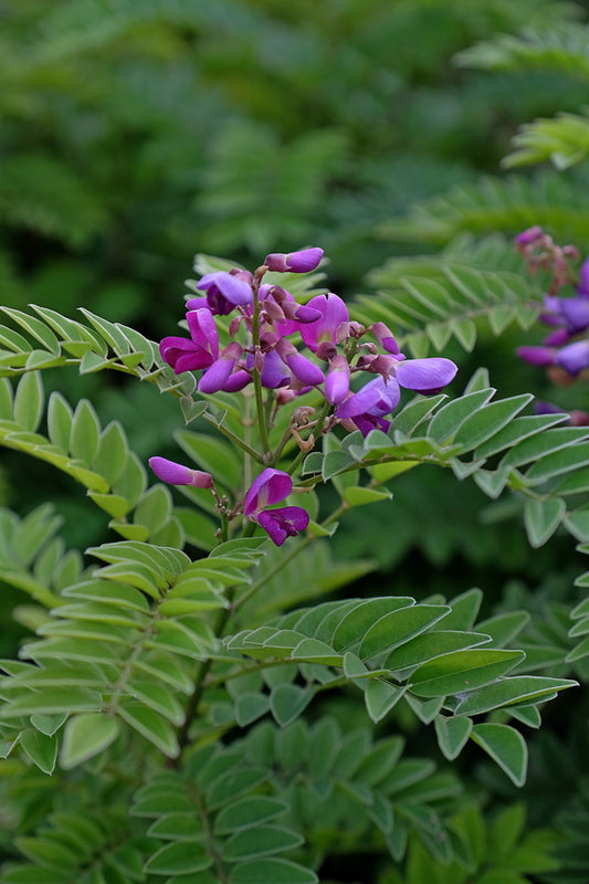 Image of Millettia pulchra||