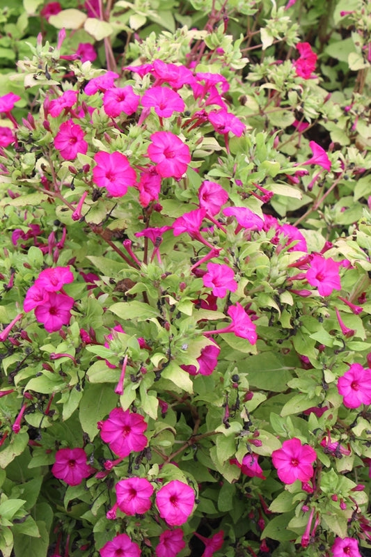 Image of Mirabilis jalapa 'Limelight'|Juniper Level Botanic Gdn, NC|JLBG