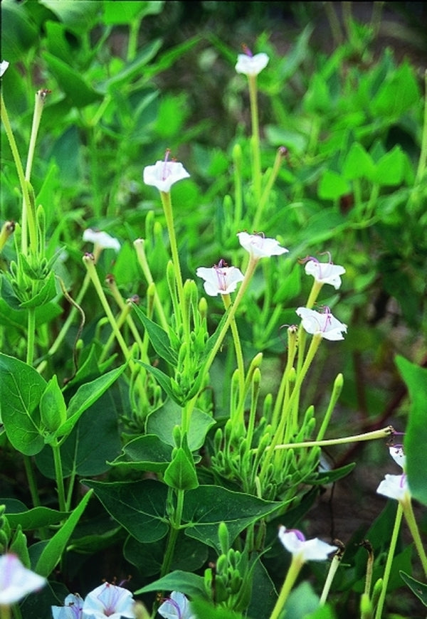 Image of Mirabilis longiflora|Juniper Level Botanic Gdn, NC|JLBG