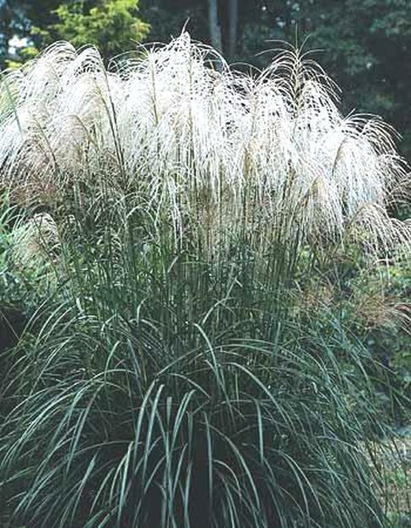 Image of Miscanthus 'Andante'|Juniper Level Botanic Gdn, NC|JLBG