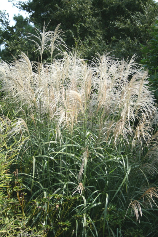Image of Miscanthus 'Andante'|Juniper Level Botanic Gdn, NC|JLBG