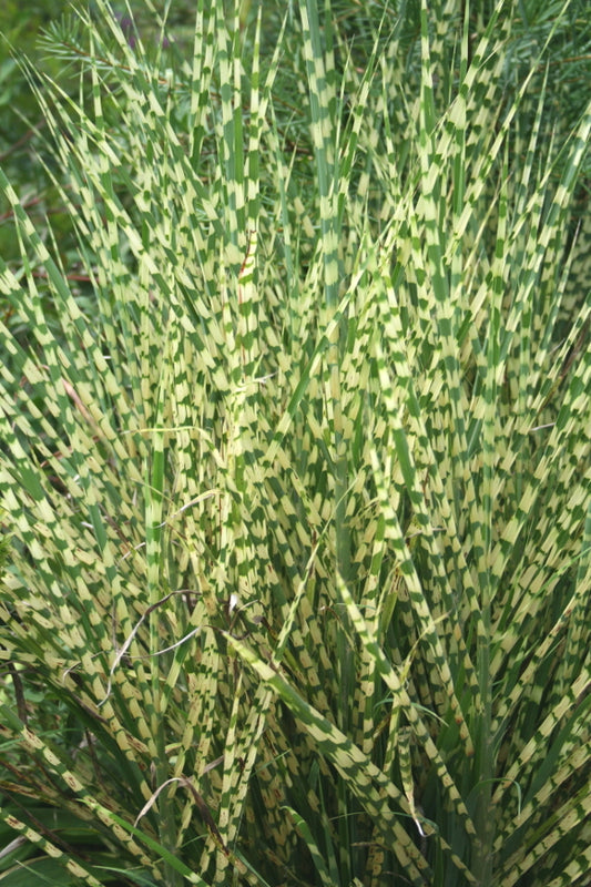Image of Miscanthus sinensis 'Gold Bar' PP 15,193|Juniper Level Botanic Gdn, NC|JLBG