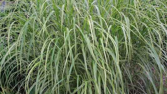 Image of Miscanthus sinensis 'Goldfeder'|Juniper Level Botanic Gdn, NC|JLBG