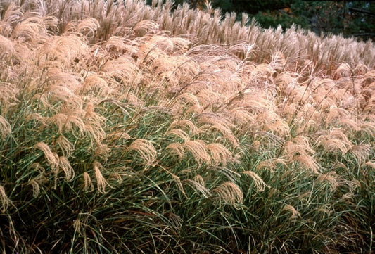 Image of Miscanthus sinensis 'Little Zebra' PP 13,008|Walters Gardens, MI|www.perennialresource.com