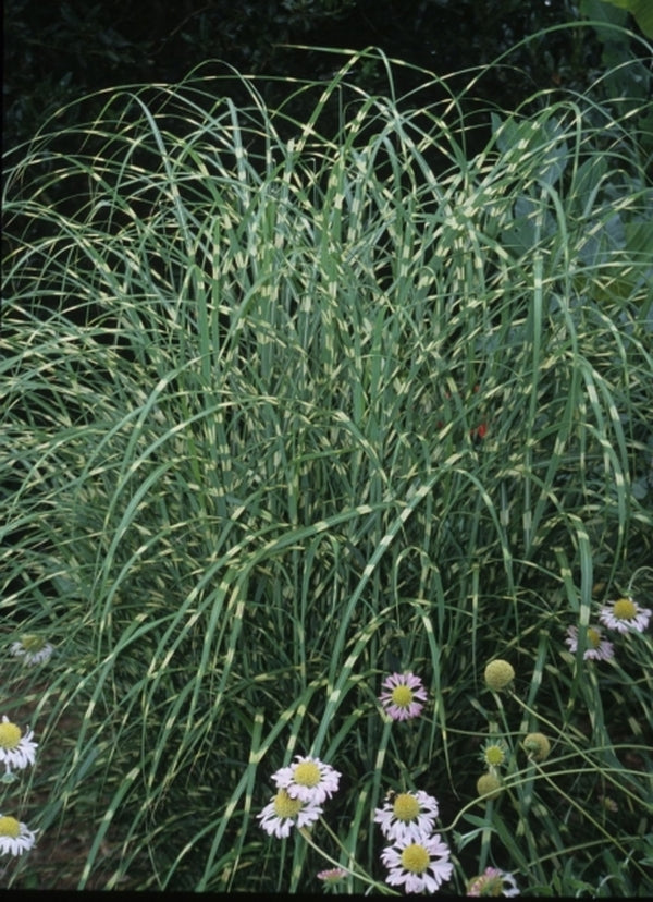 Image of Miscanthus sinensis 'Little Zebra' PP 13,008|Juniper Level Botanic Gdn, NC|JLBG