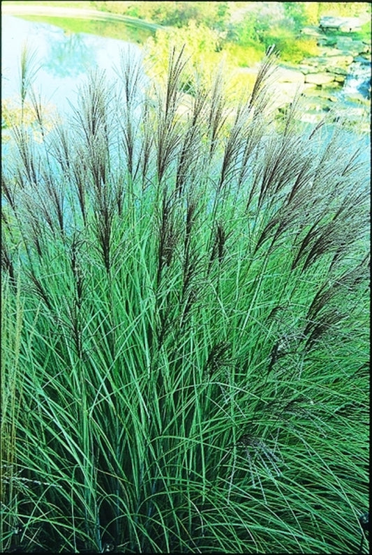 Image of Miscanthus sinensis 'Morning Light'|Holden Arboretum, OH|