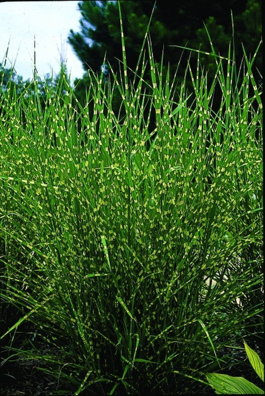 Image of Miscanthus sinensis 'Strictus'|Juniper Level Botanic Gdn, NC|JLBG