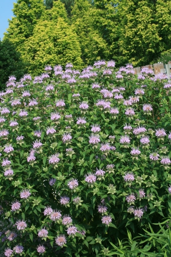 Image of Monarda bartlettii 'Puerto Purificacion'|Juniper Level Botanic Gdn, NC|JLBG