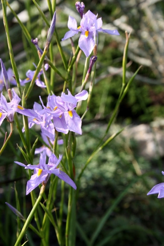 Image of Moraea polystachya|Juniper Level Botanic Gdn, NC|JLBG