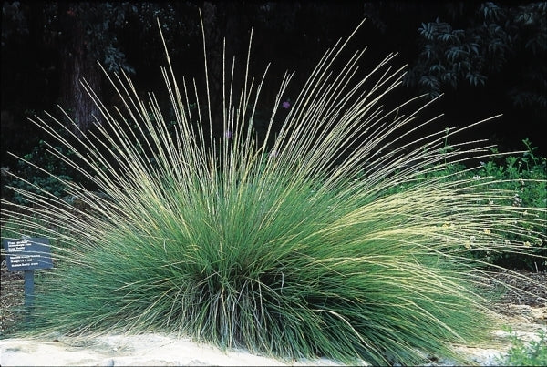 Image of Muhlenbergia dubia|LBJ Wildflower Center, TX|