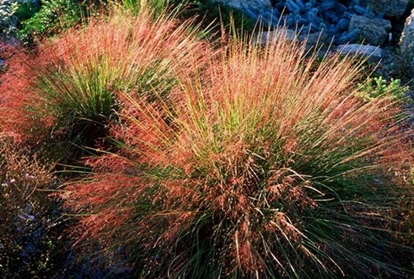 Image of Muhlenbergia reverchonii 'Undaunted'||L. Springer-Ogden