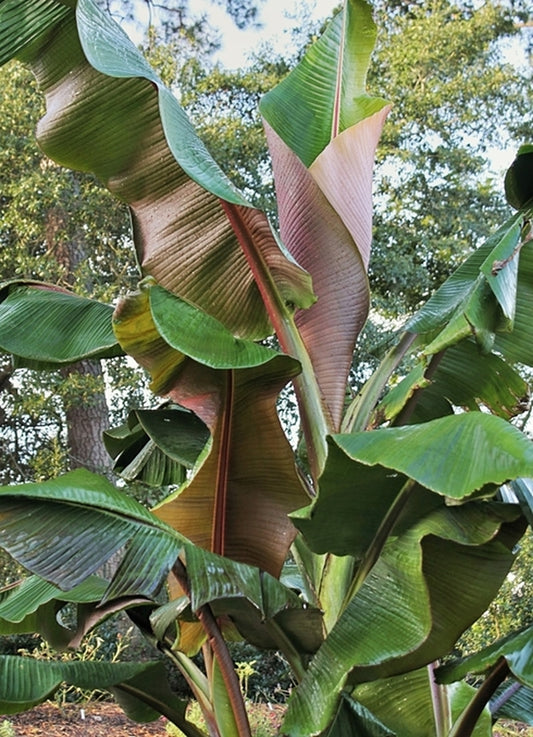 Image of Musa 'Picasso'|Juniper Level Botanic Gdn, NC|JLBG