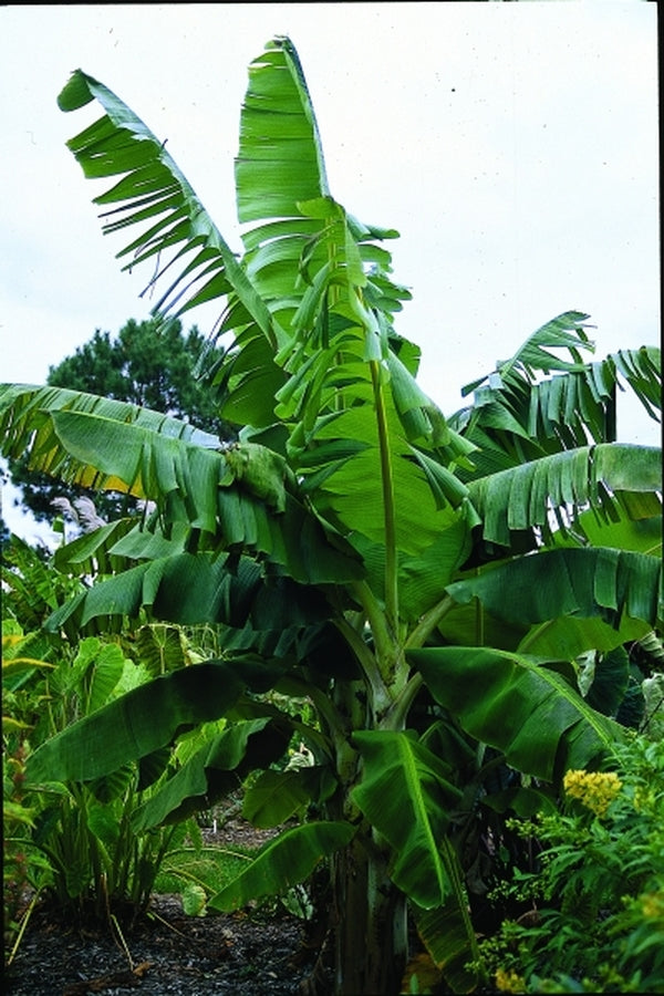 Image of Musa 'Rajapuri'|Juniper Level Botanic Gdn, NC|JLBG