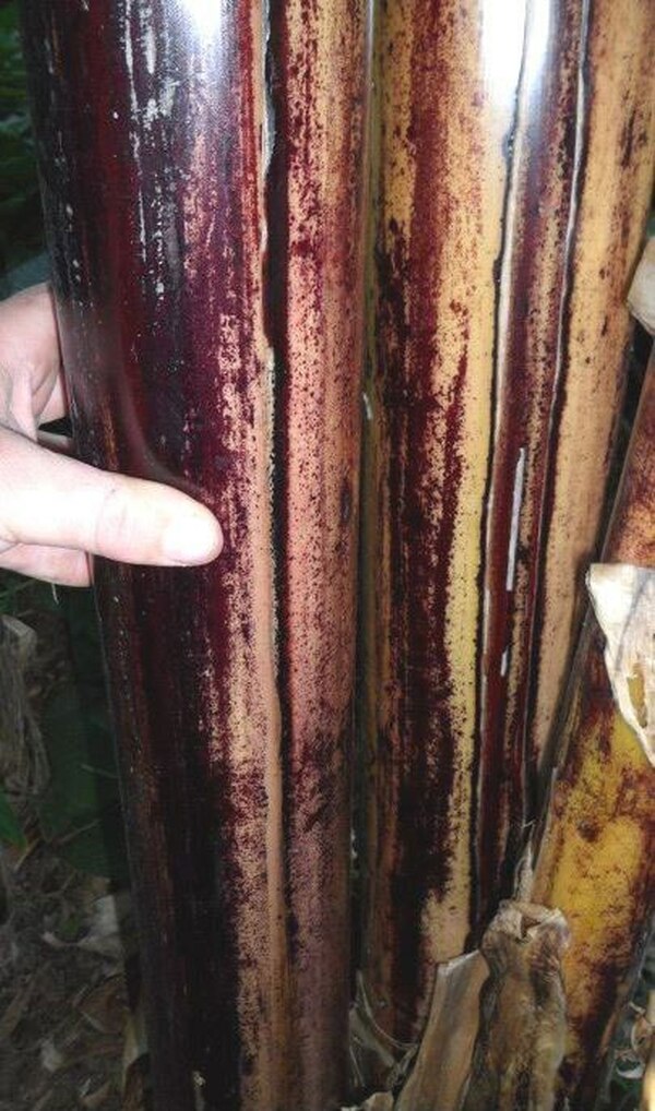 Image of Musa itinerans var. itinerans 'Mekong Giant' PP 24,315|B. Williams Gdn, KY|B. Williams