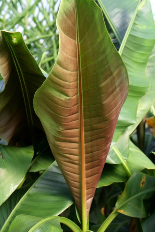 Image of Musa itinerans var. itinerans 'Mekong Giant' PP 24,315|Juniper Level Botanic Gdn, NC|JLBG