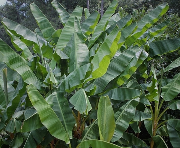 Image of Musa itinerans var. itinerans 'Mekong Giant' PP 24,315|Juniper Level Botanic Gdn, NC|JLBG
