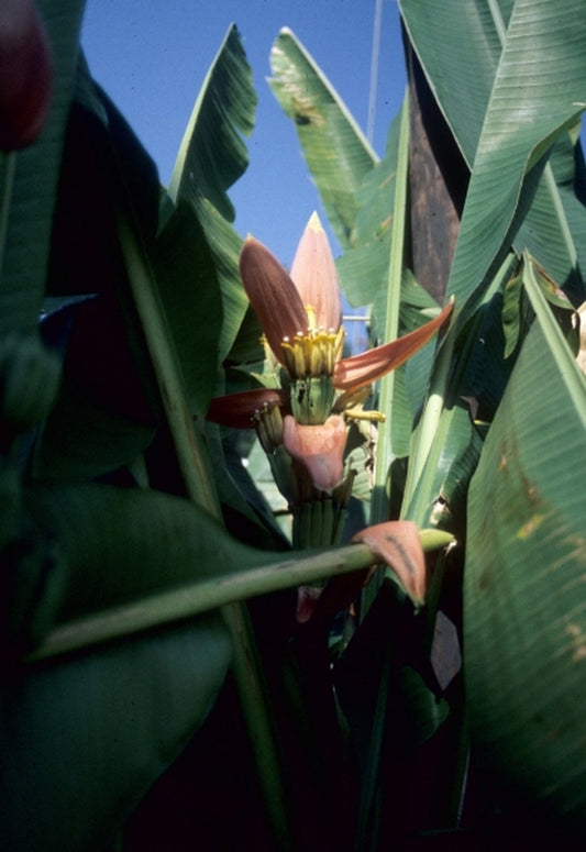 Image of Musa ornata Purple Flower Form|Stokes Tropicals, LA|
