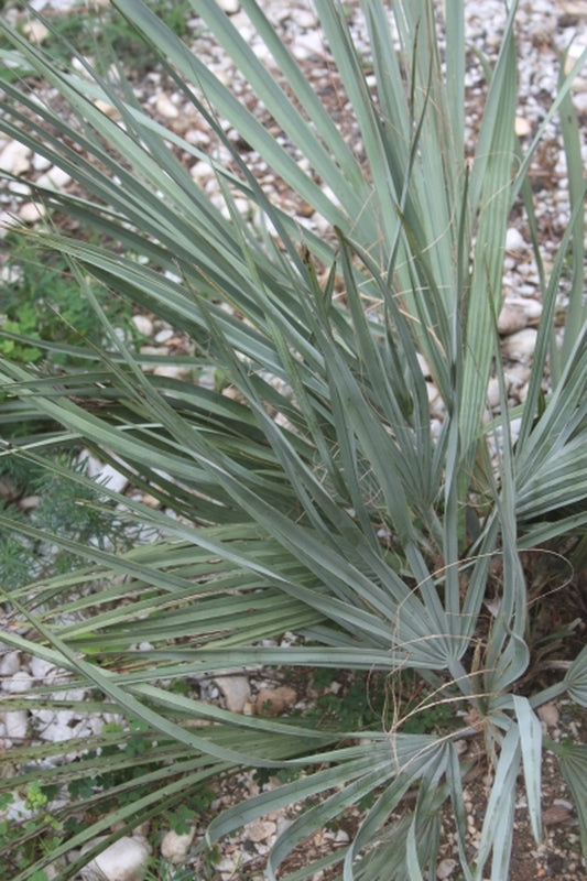 Image of Nannorrhops ritchieana Kashmir form|Kluchar Gdn|