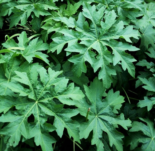 Image of Napaea dioica||