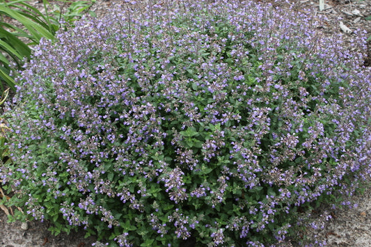 Image of Nepeta x faassenii 'Purrsian Blue' PP 24,788||