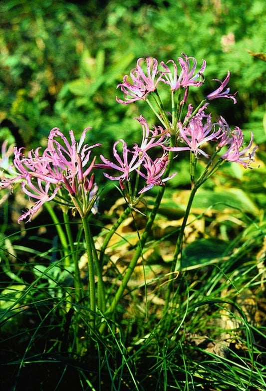 Image of Nerine filifolia|Juniper Level Botanic Gdn, NC|JLBG