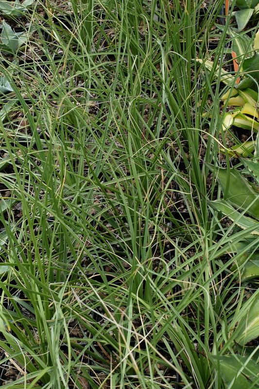 Image of Nolina greenei 'San Miguel'||