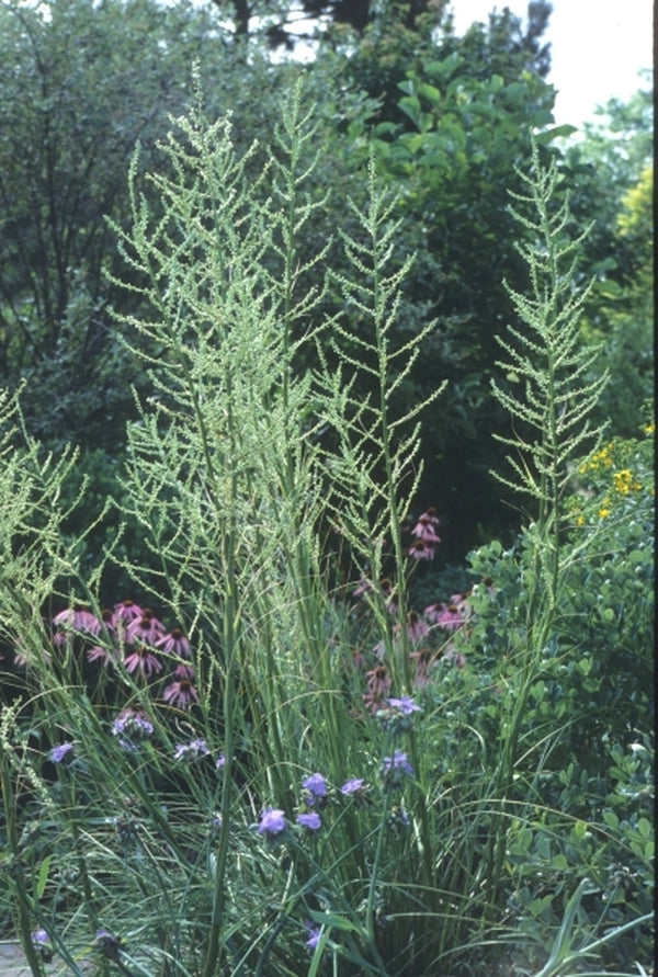 Image of Nolina lindheimeriana|Juniper Level Botanic Gdn, NC|JLBG