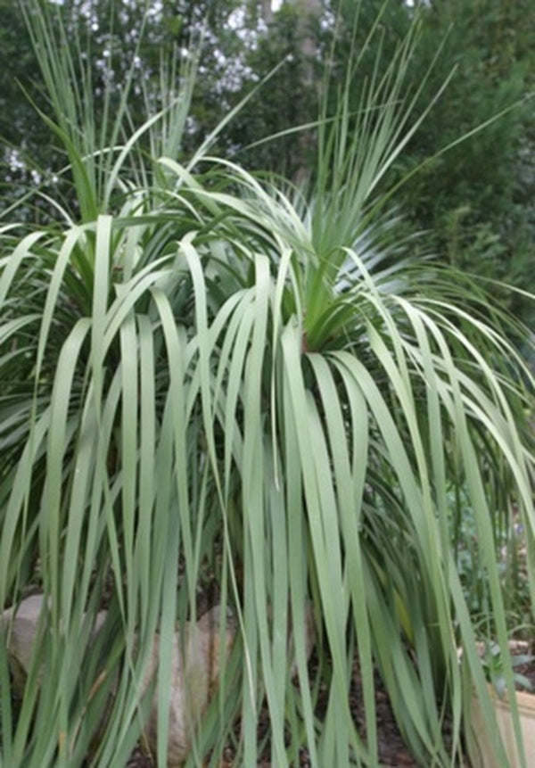 Image of Nolina longifolia|Juniper Level Botanic Gdn, NC|JLBG