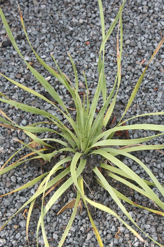 Image of Nolina parryi ssp. wolfii||