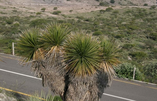 Image of Nolina parviflora|In Situ, Mexico|Z. Hill