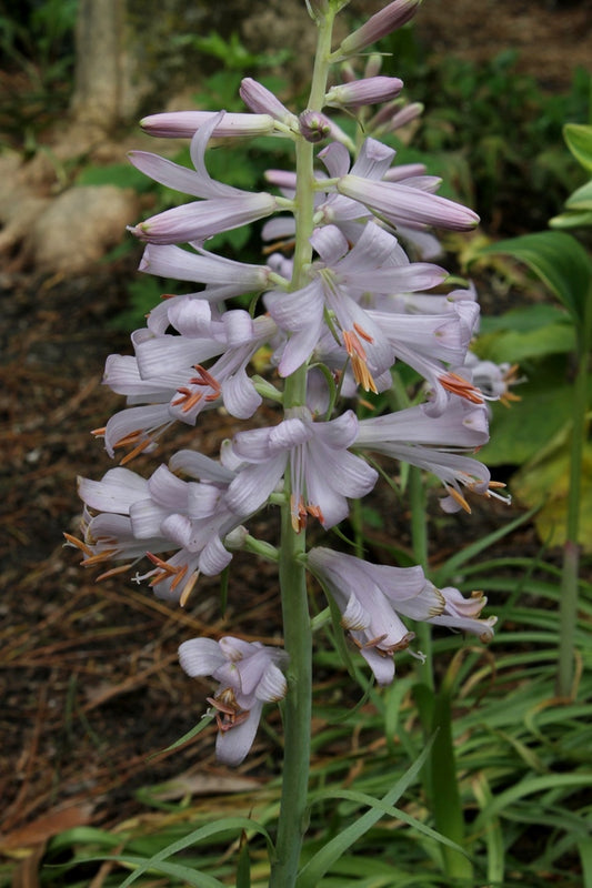 Image of Notholirion thomsonianum |Juniper Level Botanic Gdn, NC|JLBG