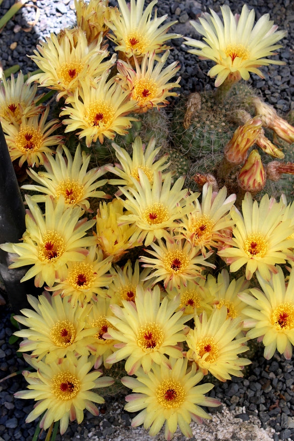 Image of Notocactus apricus|Juniper Level Botanic Gdn, NC|JLBG