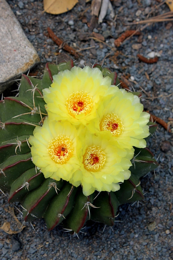 Image of Notocactus pauciareolatus |Juniper Level Botanic Gdn, NC|JLBG